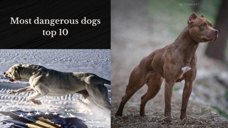 Most dangerous dogs top 10